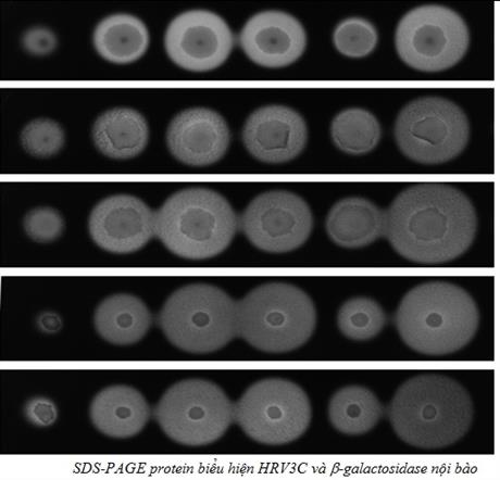 Techmart Công nghệ sinh học 2020: Công nghệ nền tạo chủng vi khuẩn Bacillus subtilis biểu hiện protein tái tổ hợp